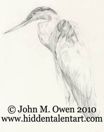 Blue Heron - Animal Art Gallery, Pencil on drawing pape from artist John Owen