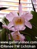 Pink Cattleya In Sunlight, Botanical Art Gallery